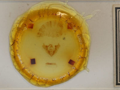 slide view of adult Pseudanarta vexata