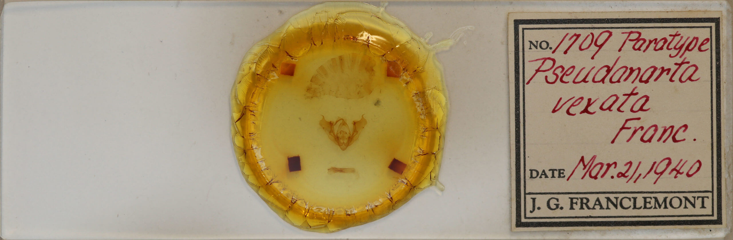 slide view of adult Pseudanarta vexata