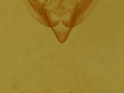 genitalia view of adult Pseudanarta crocea