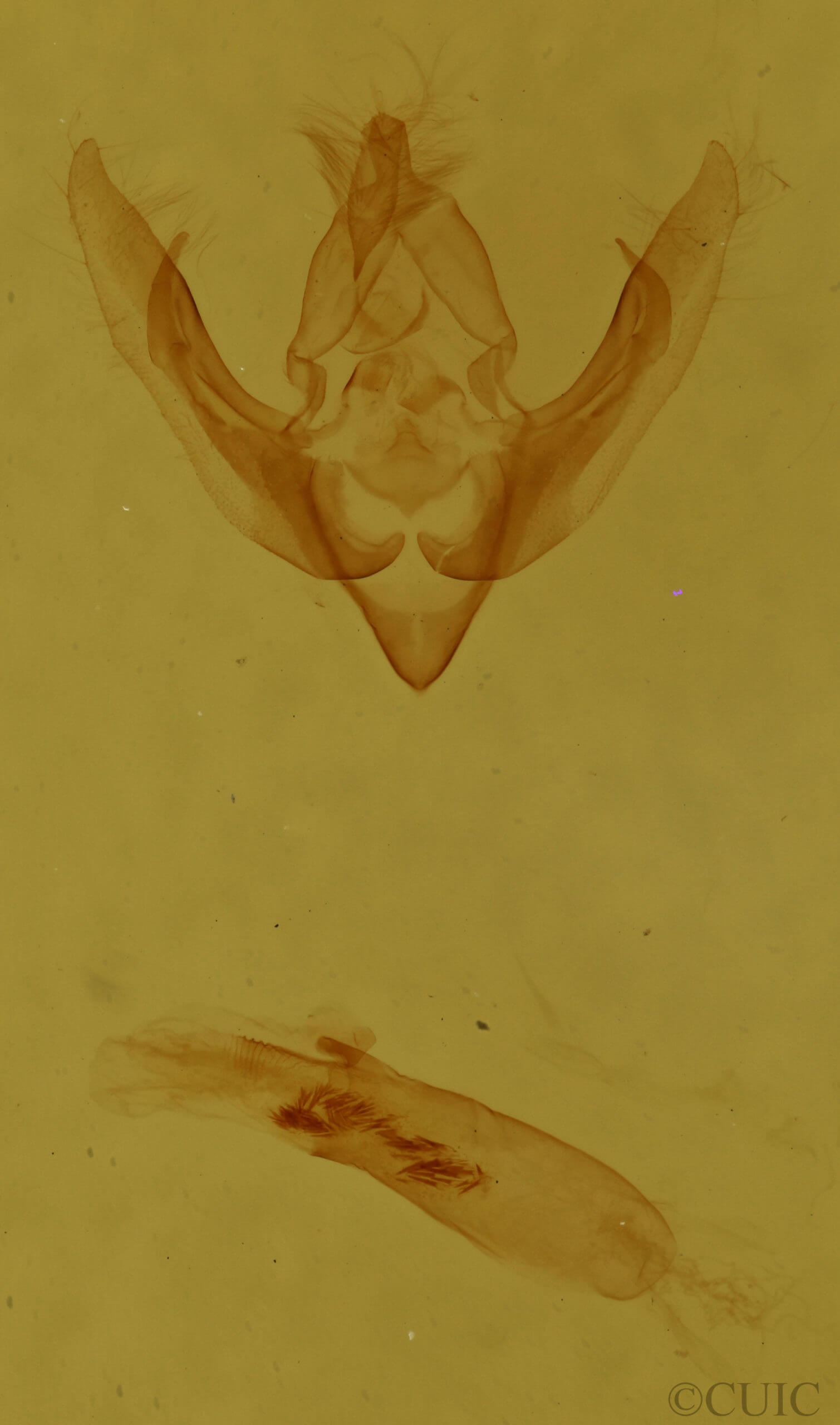 genitalia view of adult Pseudanarta crocea