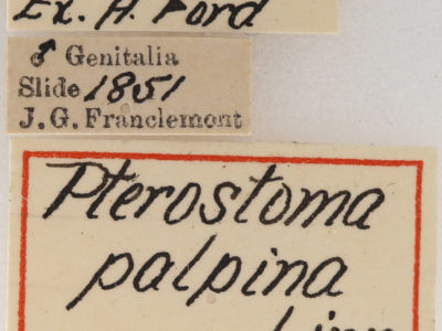 label view of adult Pterostoma palpina