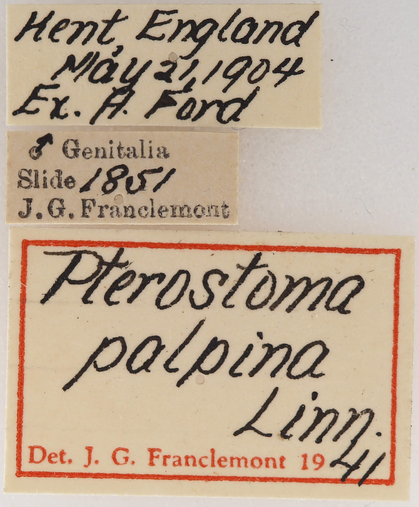label view of adult Pterostoma palpina