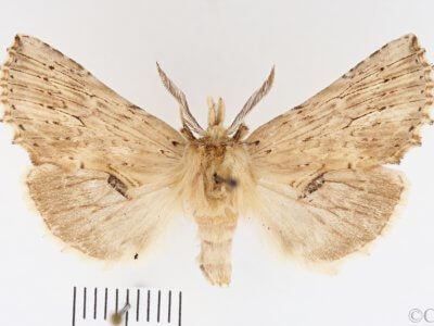 dorsal view of adult Pterostoma palpina