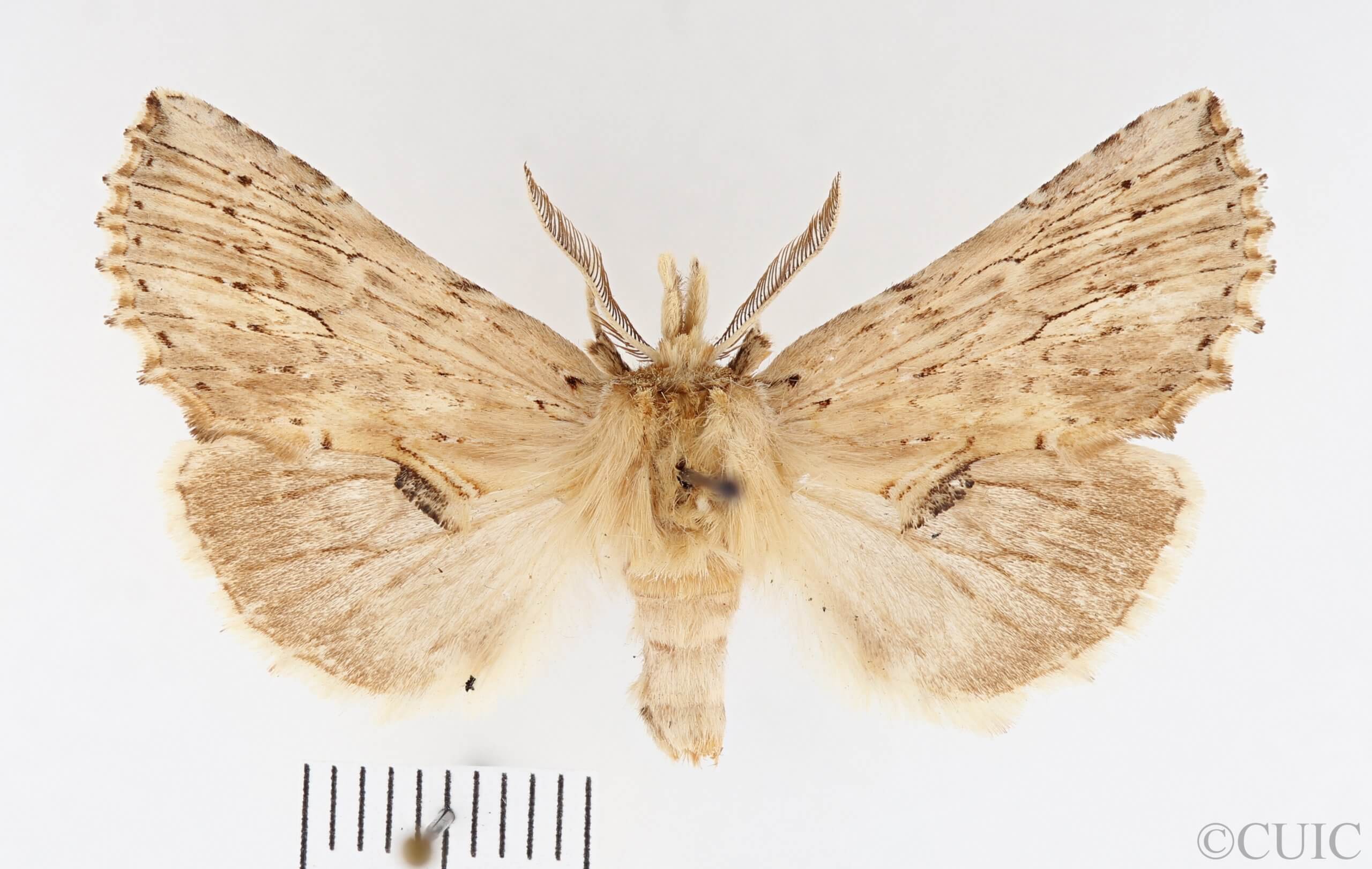 dorsal view of adult Pterostoma palpina