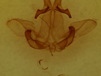 genitalia view of adult Pterostoma palpina