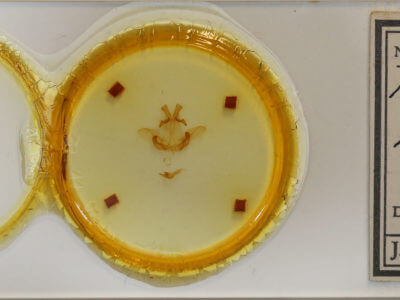 slide view of adult Pterostoma palpina