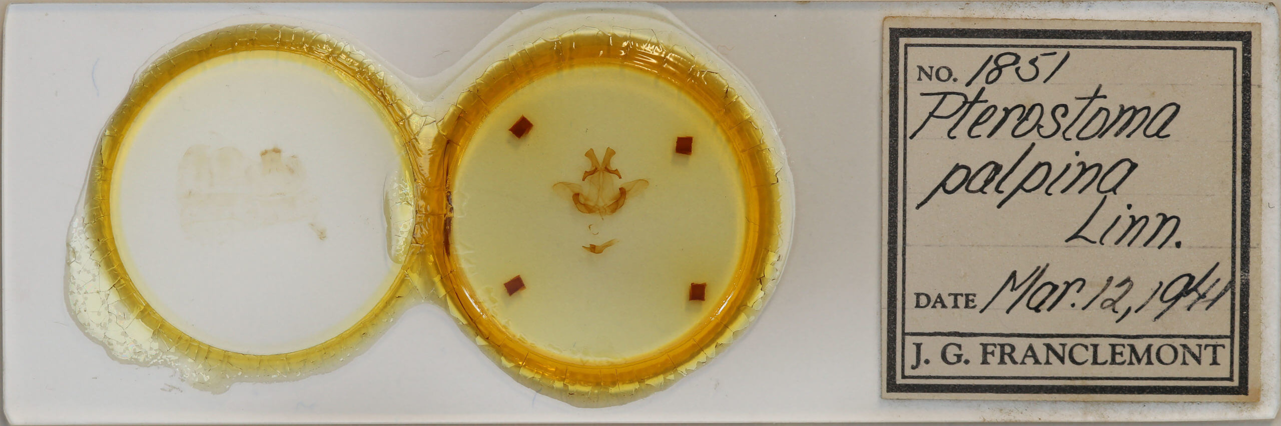 slide view of adult Pterostoma palpina