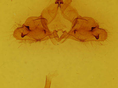 genitalia view of adult Ptilodon capucina