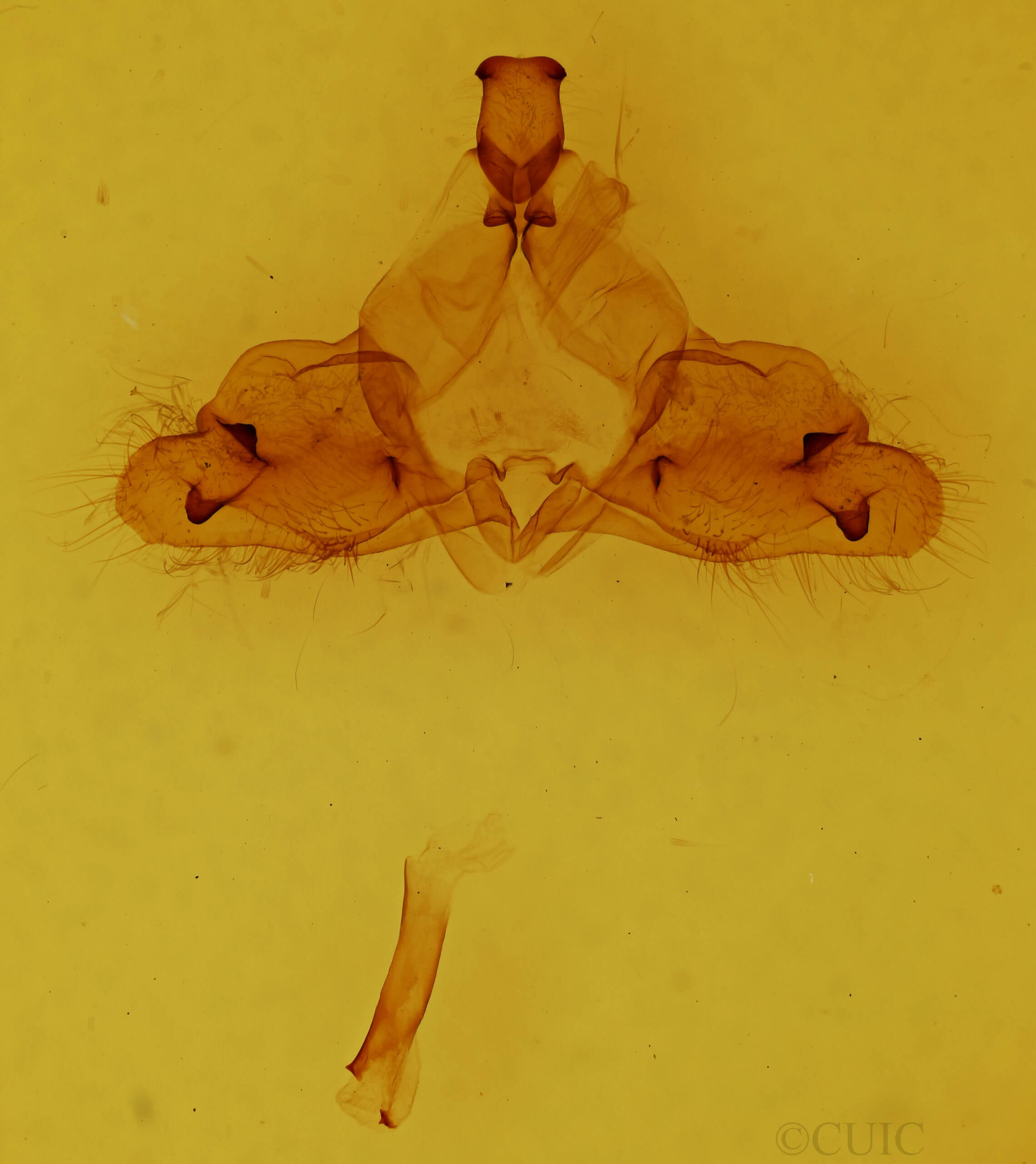 genitalia view of adult Ptilodon capucina