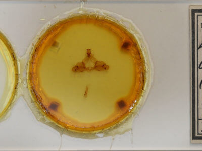 slide view of adult Ptilodon capucina