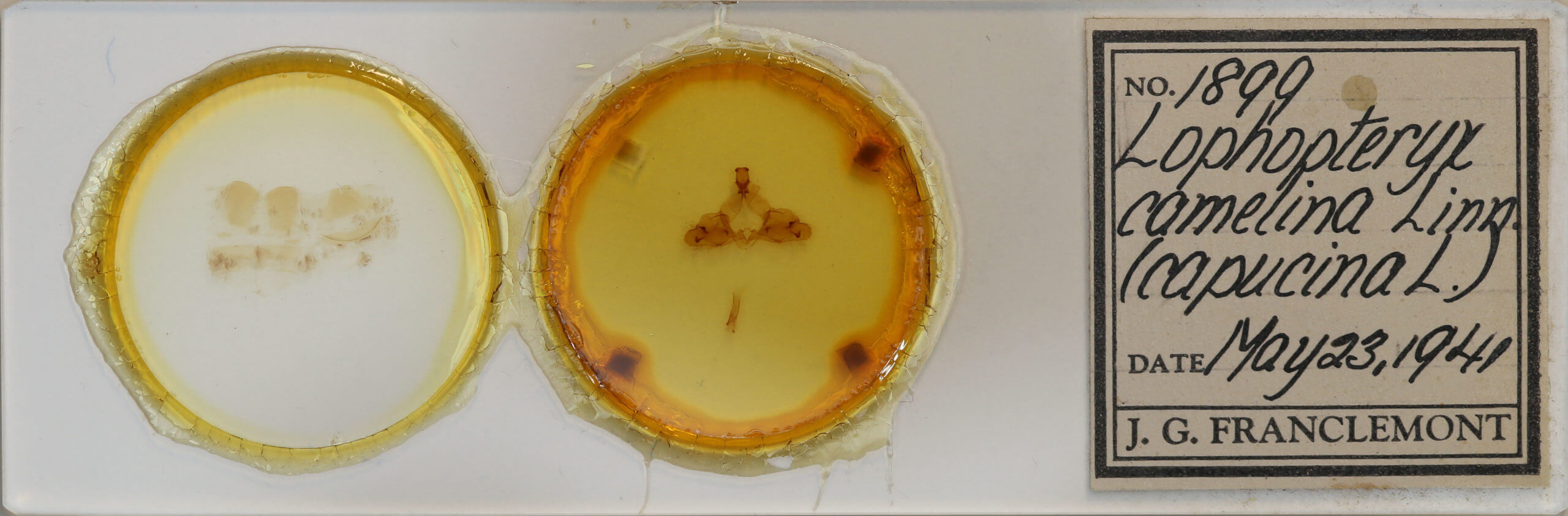 slide view of adult Ptilodon capucina