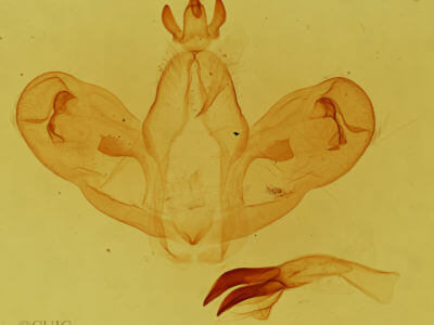 genitalia view of adult Ptilophora plumigera