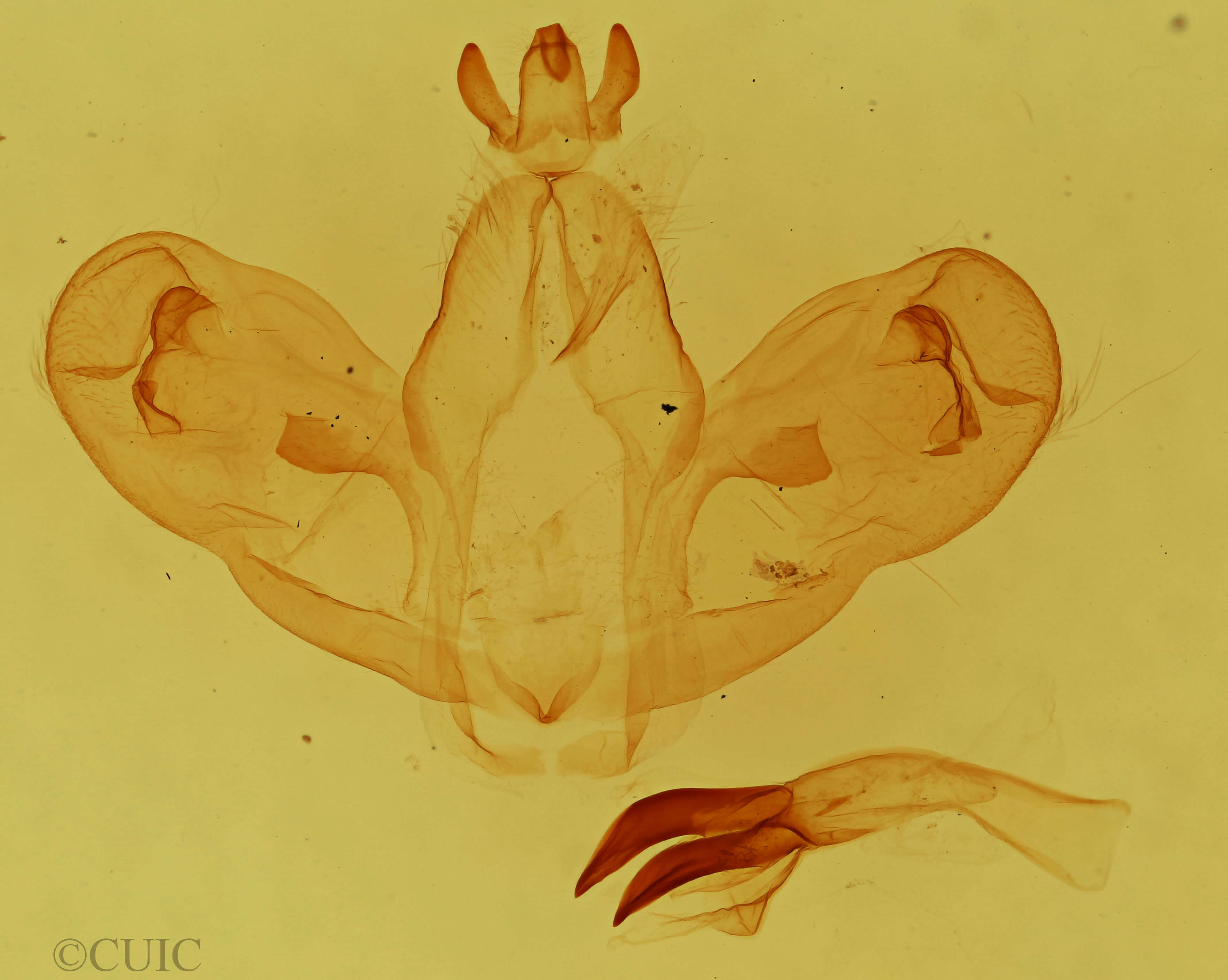 genitalia view of adult Ptilophora plumigera
