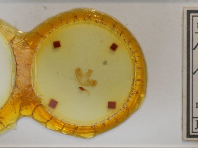 slide view of adult Ptilophora plumigera