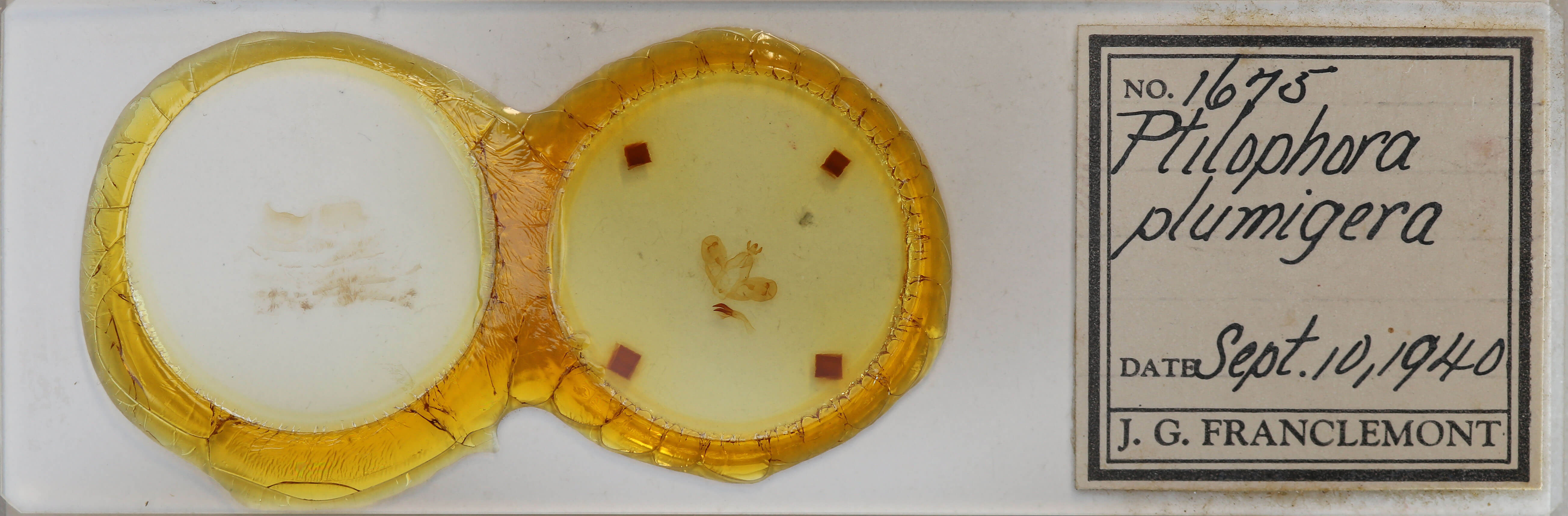 slide view of adult Ptilophora plumigera