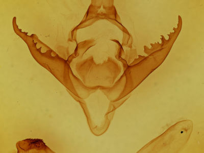 genitalia view of adult Pyrrharctia isabella