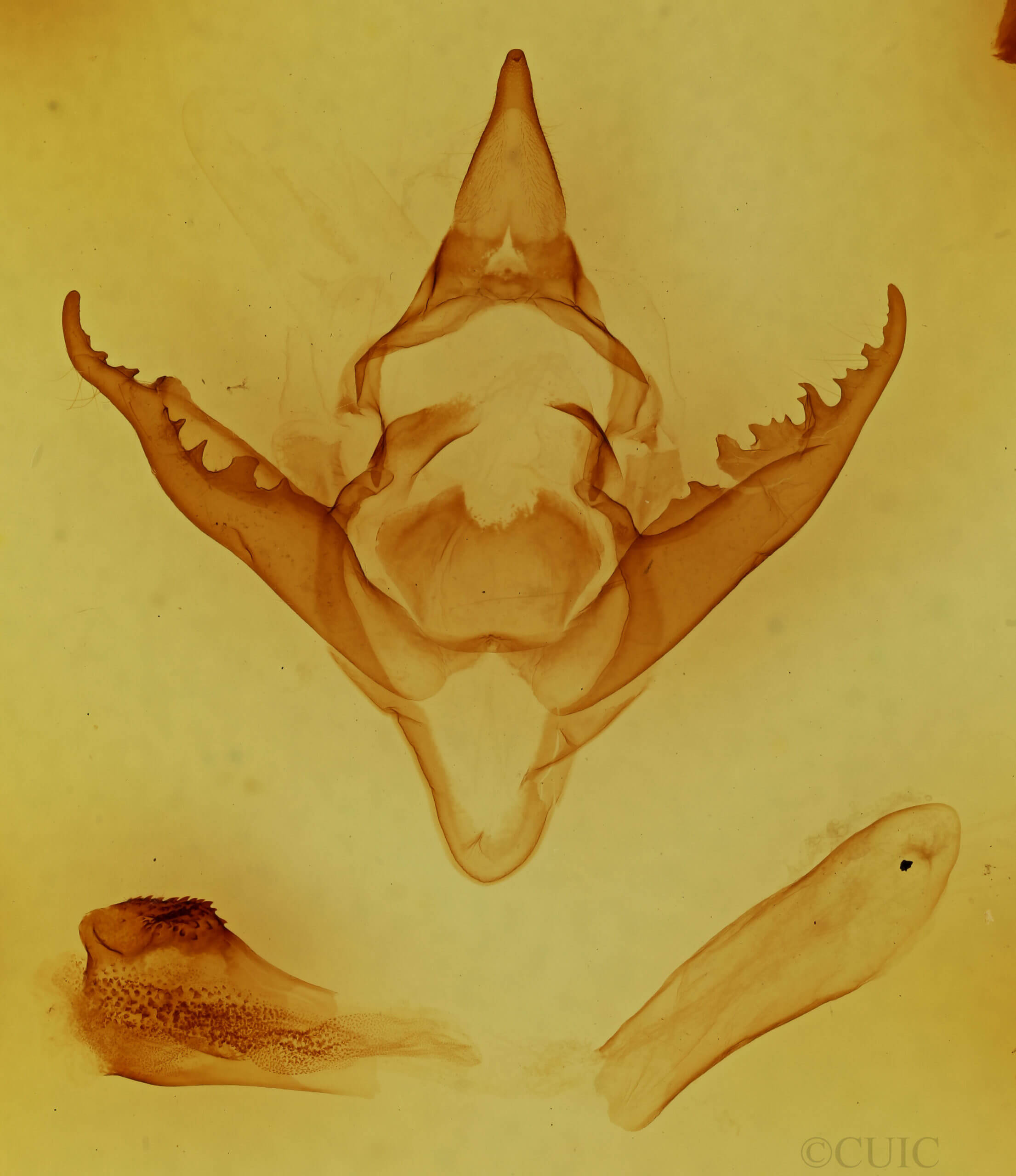 genitalia view of adult Pyrrharctia isabella