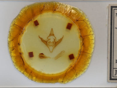 slide view of adult Pyrrharctia isabella