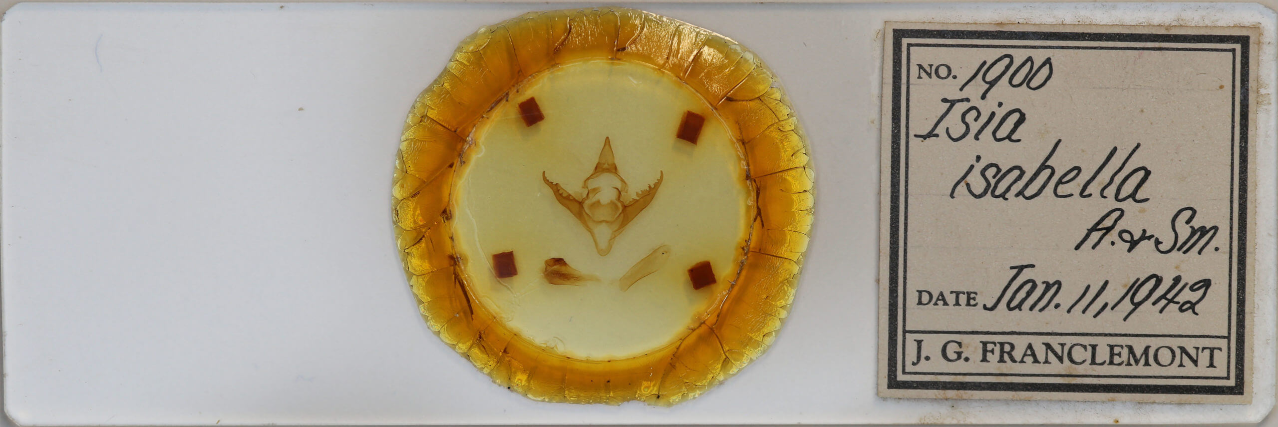 slide view of adult Pyrrharctia isabella