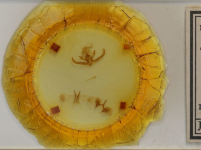 slide view of adult Quentalia