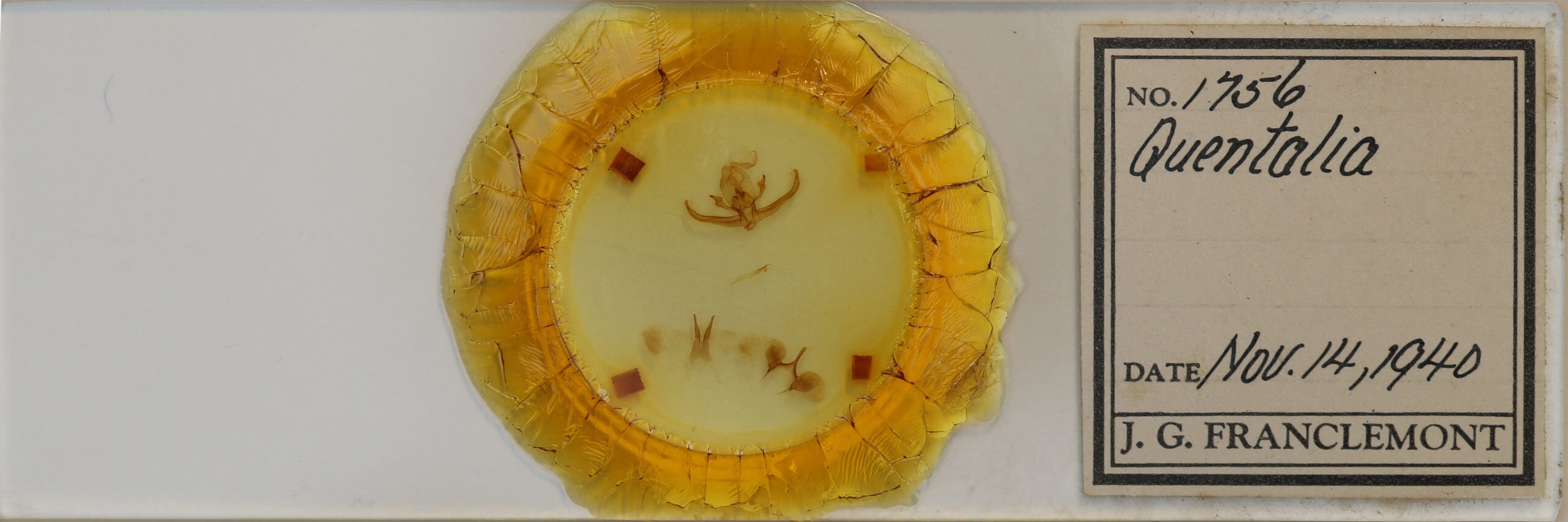 slide view of adult Quentalia