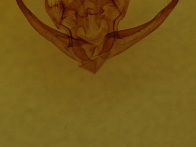 genitalia view of adult Quentalia napima