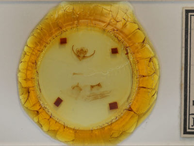 slide view of adult Quentalia napima