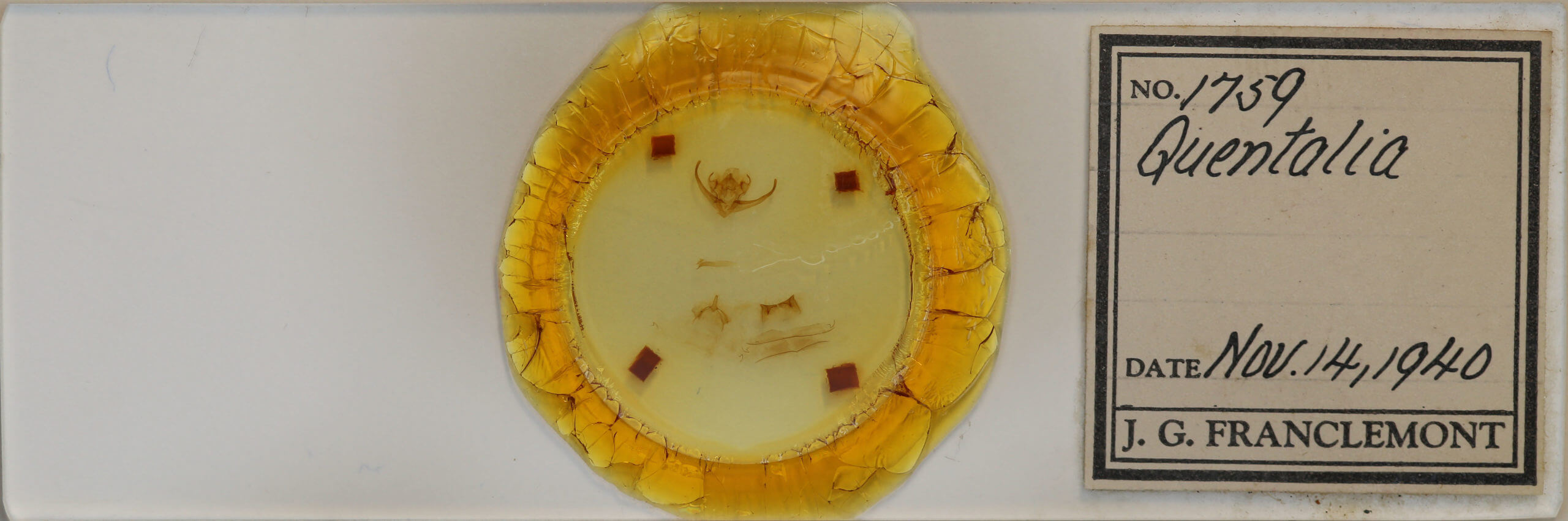 slide view of adult Quentalia napima