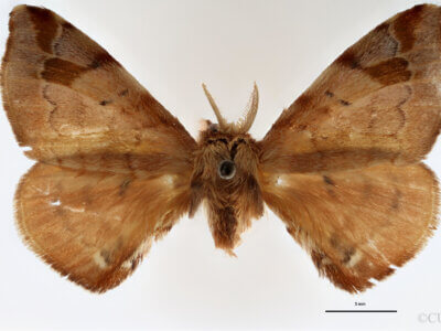 dorsal view of adult Quentalia napima