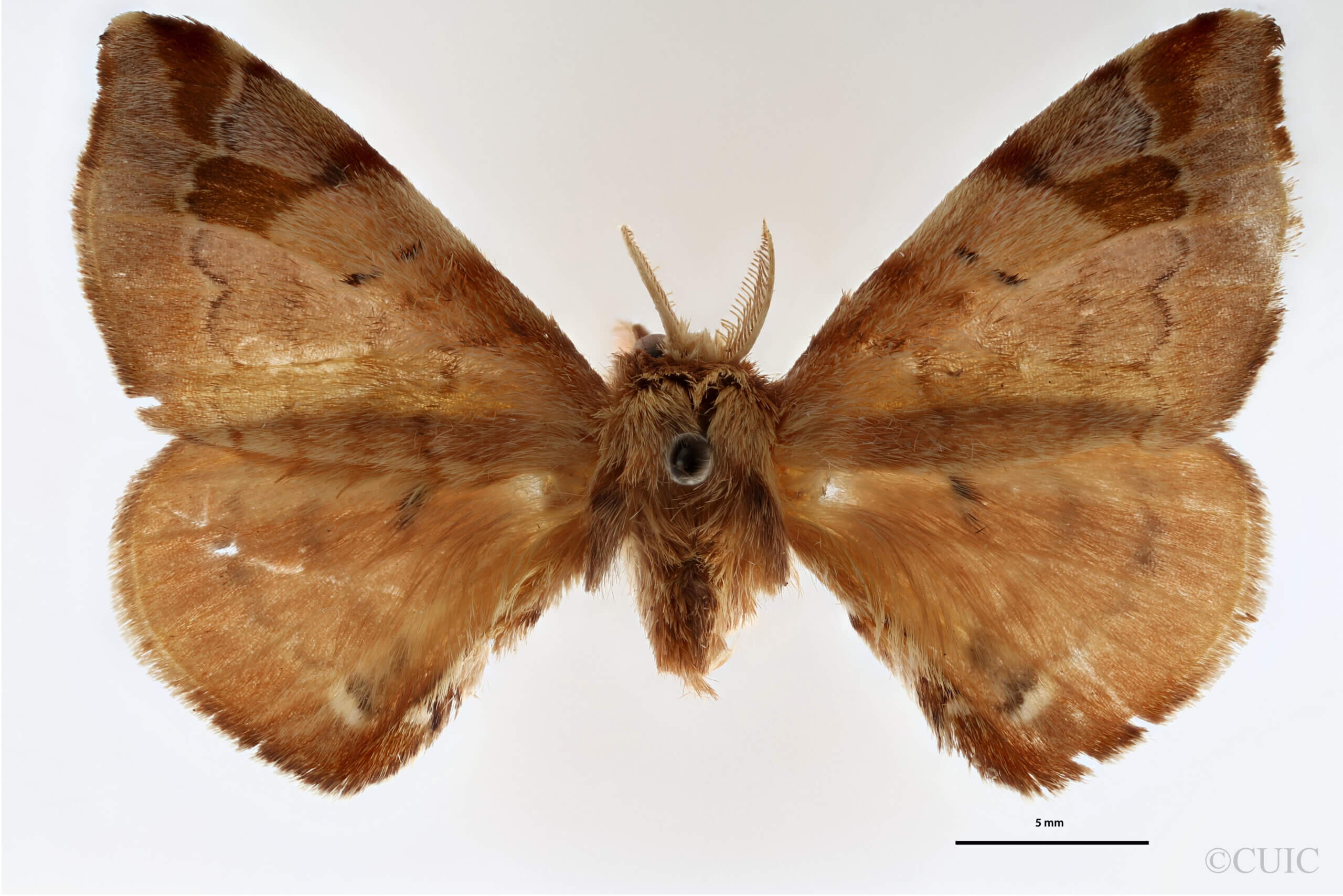 dorsal view of adult Quentalia napima