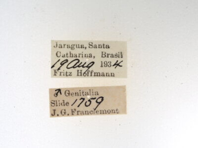 label view of Quentalia napima