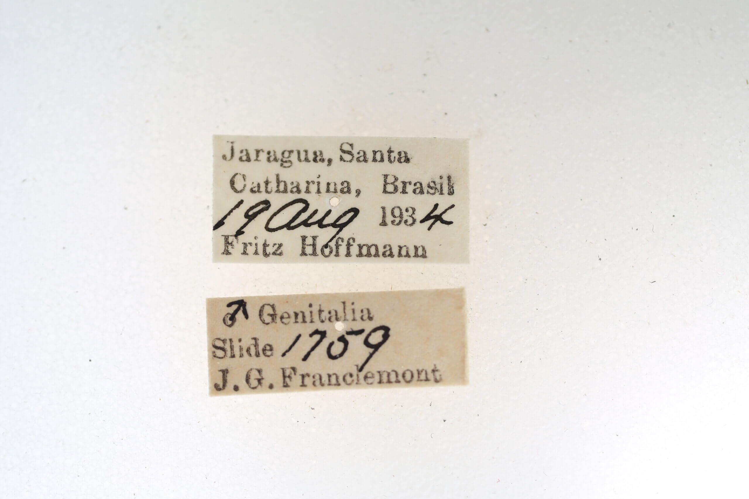 label view of Quentalia napima
