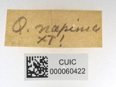 label view of Quentalia napima