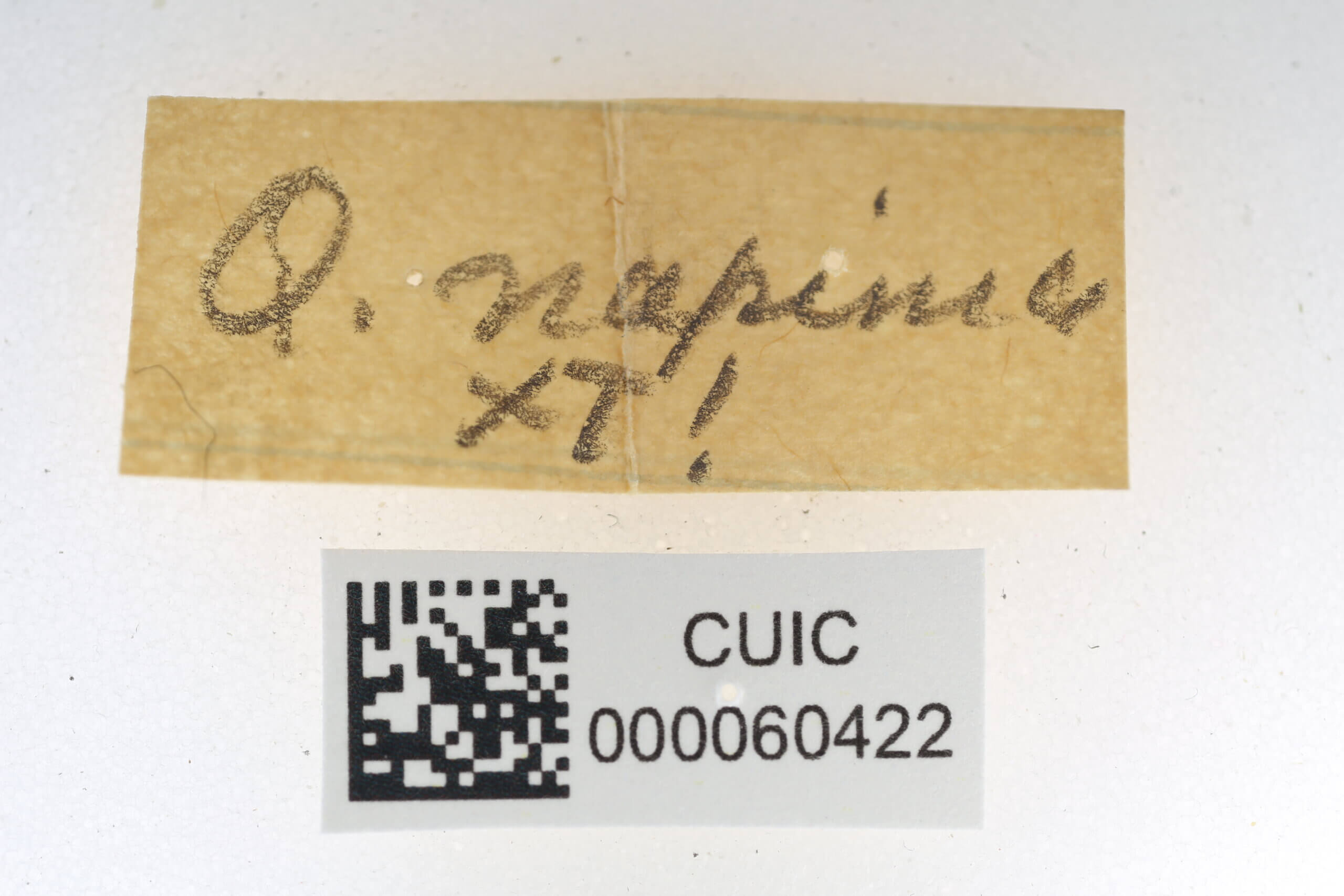 label view of Quentalia napima