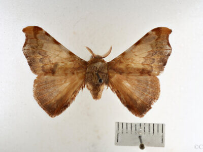dorsal view of adult Quentalia