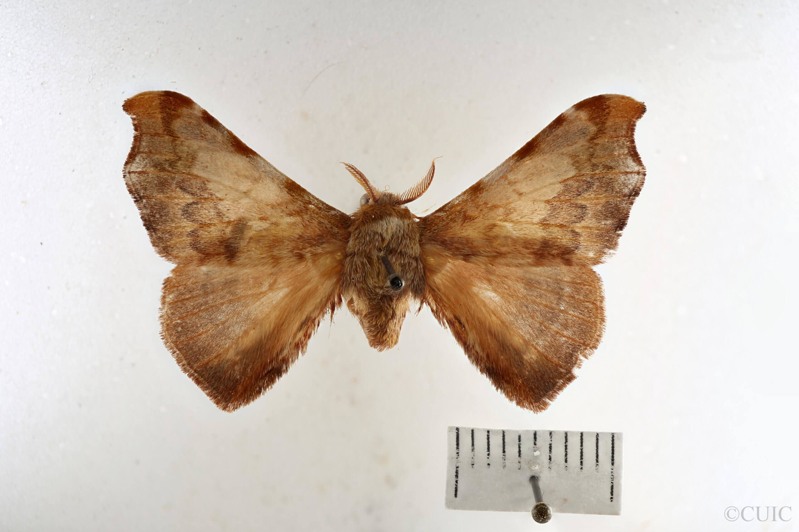 dorsal view of adult Quentalia