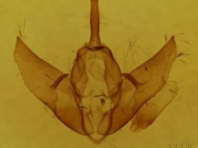 genitalia view of adult Raphia frater