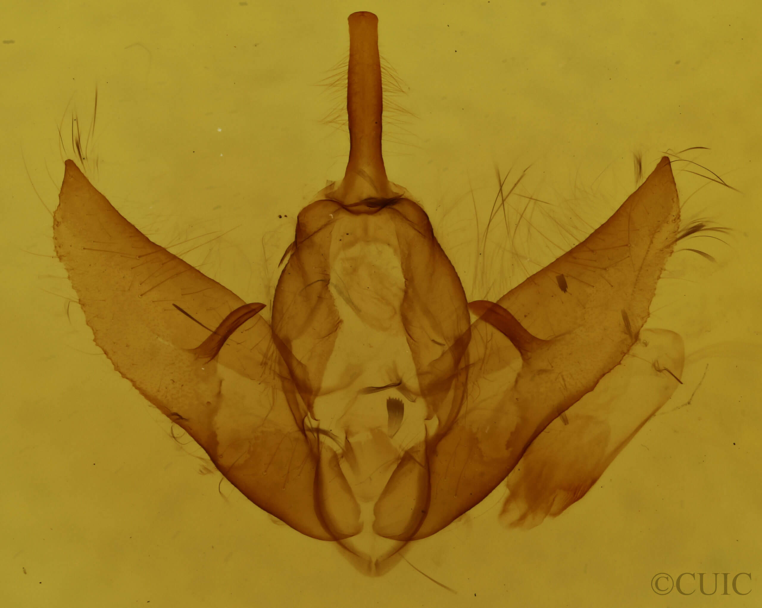 genitalia view of adult Raphia frater