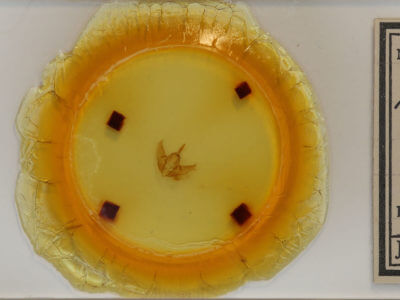 slide view of adult Raphia frater