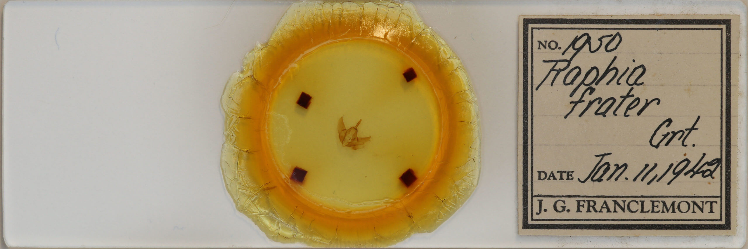 slide view of adult Raphia frater