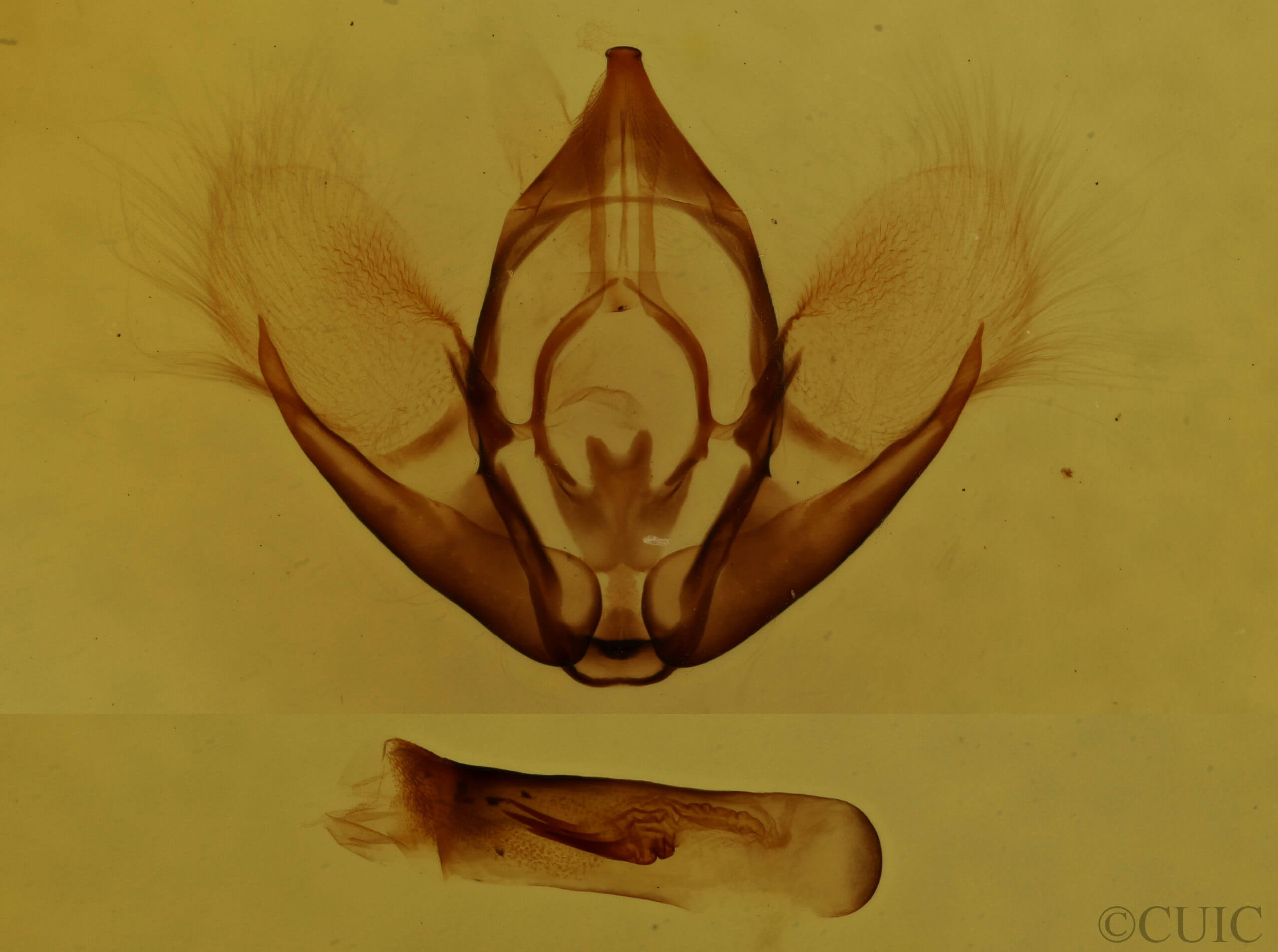 genitalia view of adult Rheumaptera hastata