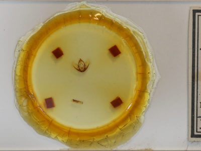 slide view of adult Rheumaptera hastata