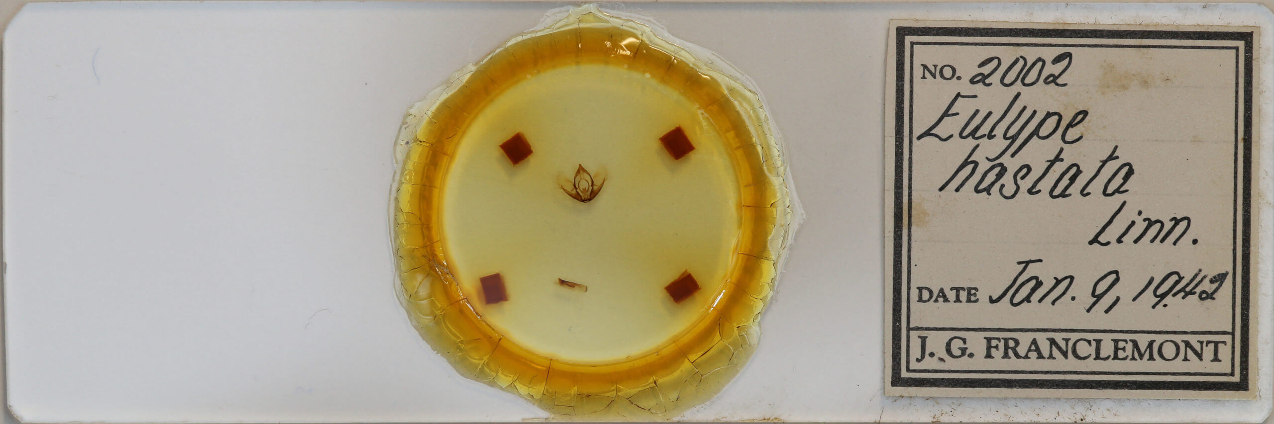 slide view of adult Rheumaptera hastata