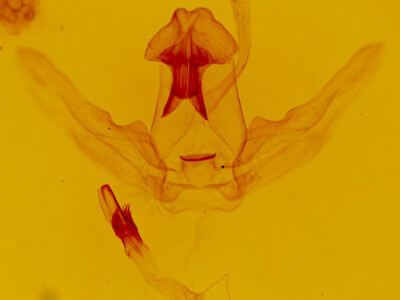 genitalia view of adult Schizura ipomaeae