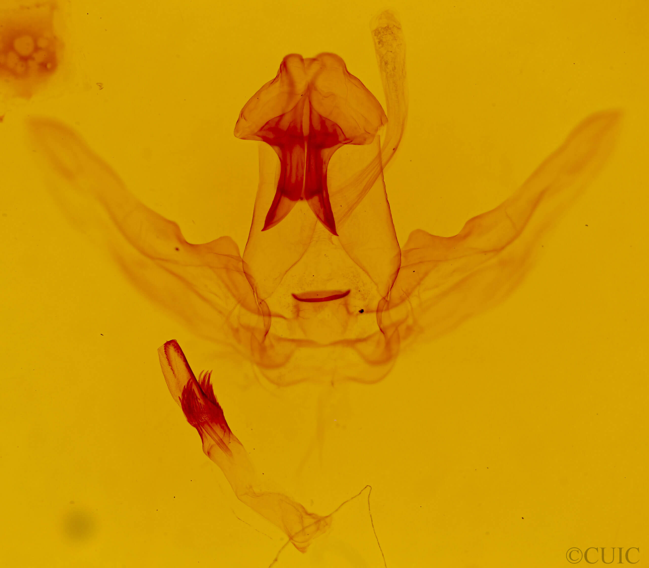 genitalia view of adult Schizura ipomaeae