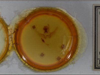 slide view of adult Schizura ipomaeae