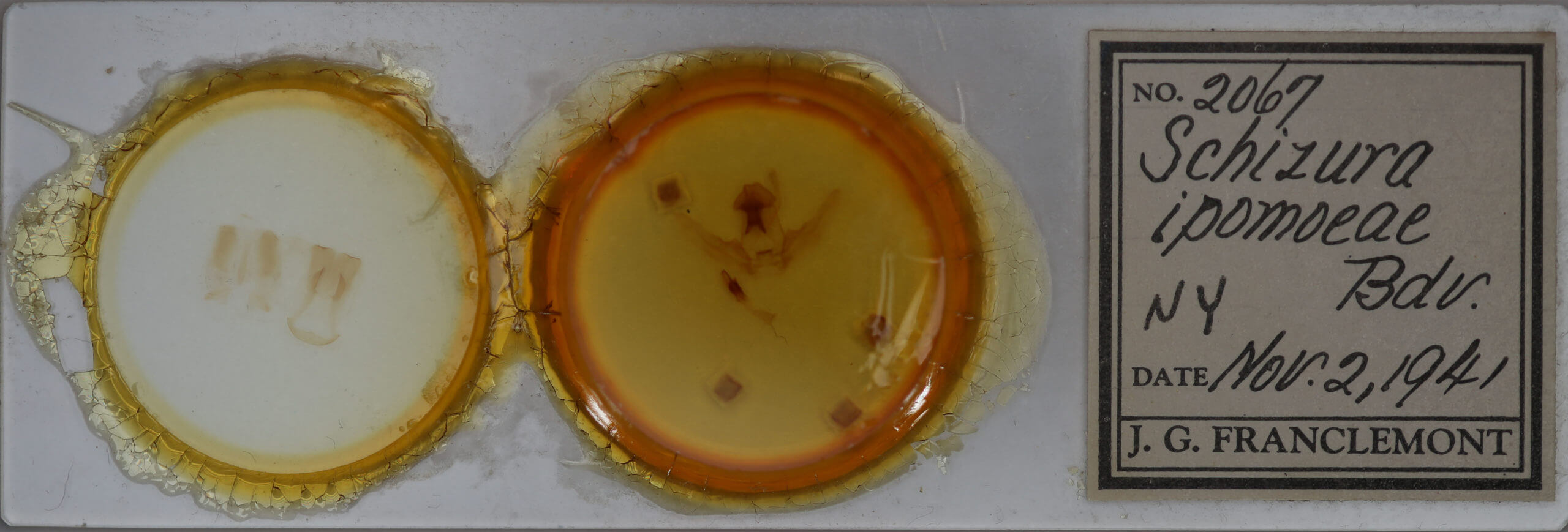 slide view of adult Schizura ipomaeae