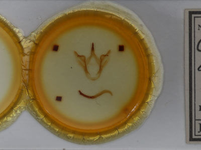 slide view of adult Oedemasia leptinoides