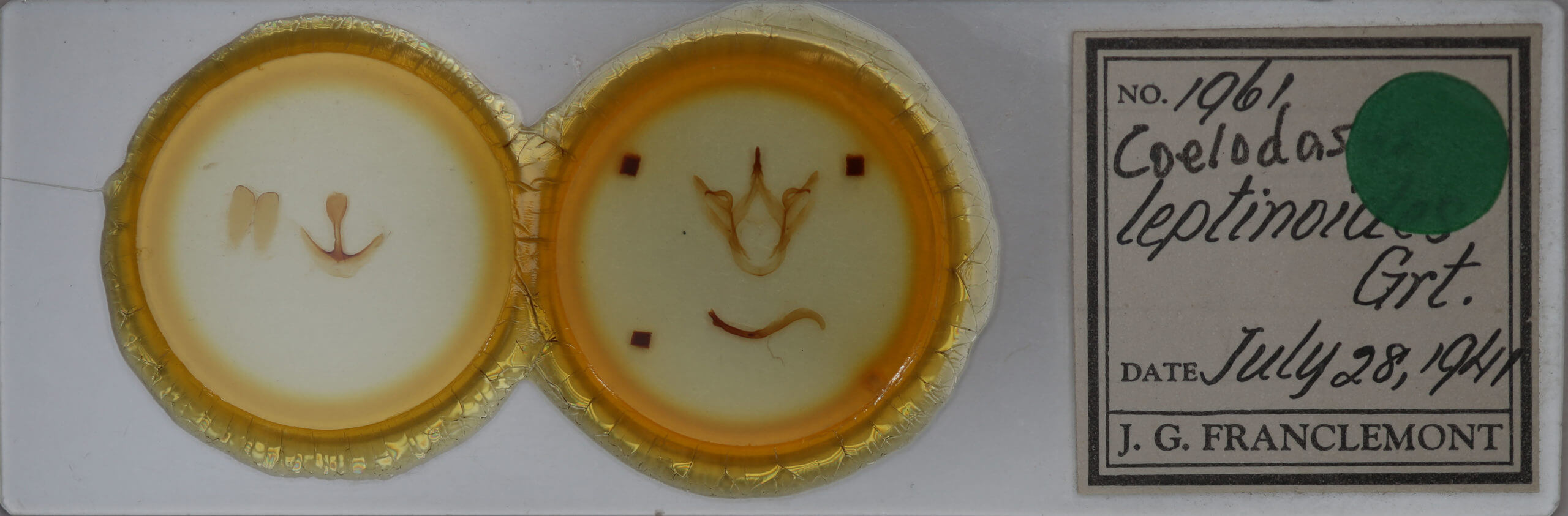 slide view of adult Oedemasia leptinoides