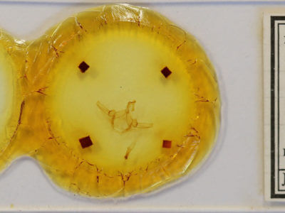 slide view of adult Schizura tizoc